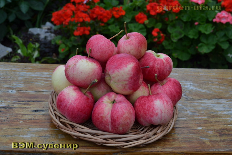 вэм-сувенир_2018_1.jpg