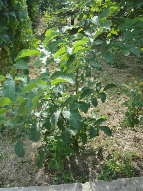 DSC05865.JPG