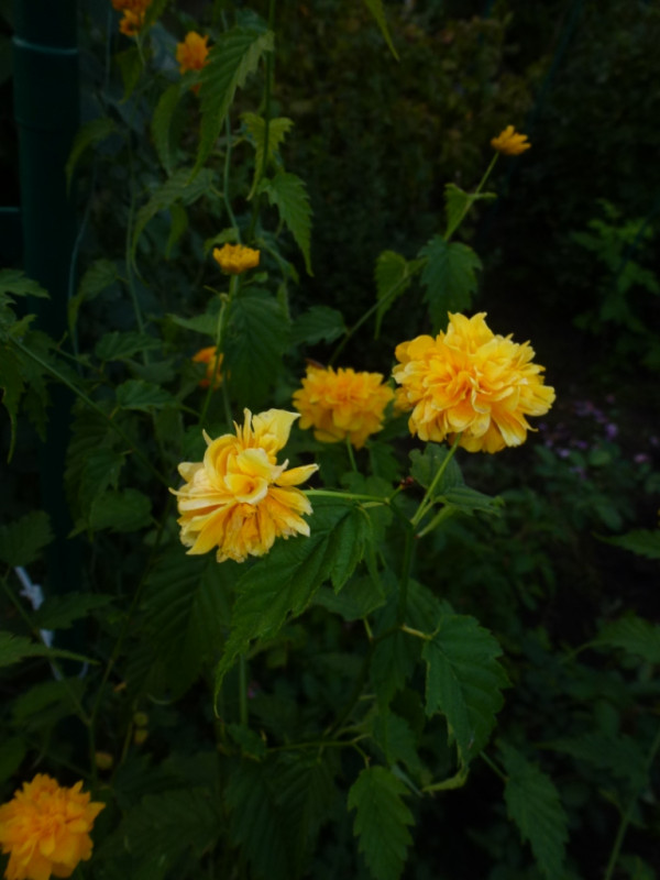 05.09.2018