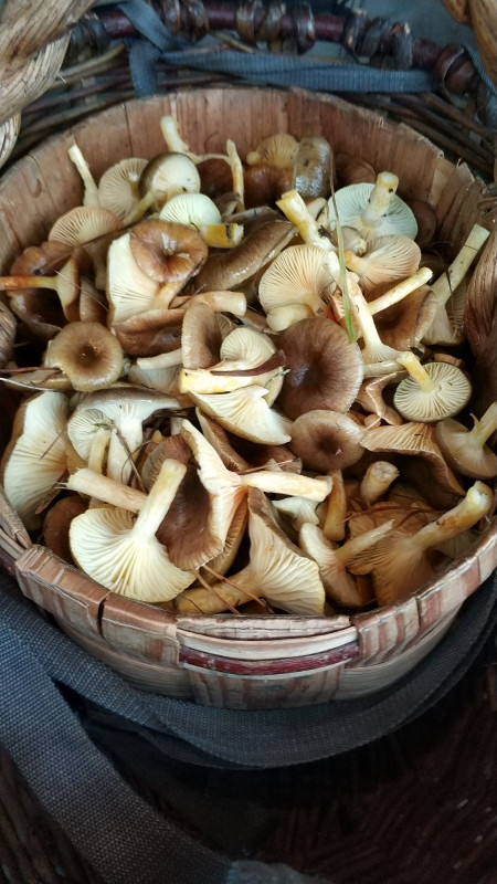 IMG-20181104-WA0018.jpeg