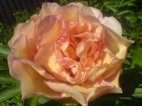 DSC01957.JPG
