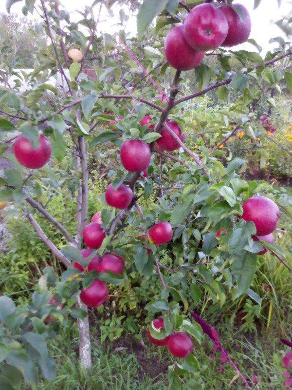 IMG_20150907_182745.jpg