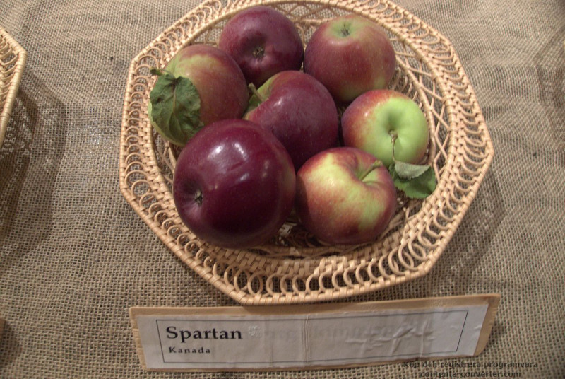 1280px-Spartan_Apple.jpg