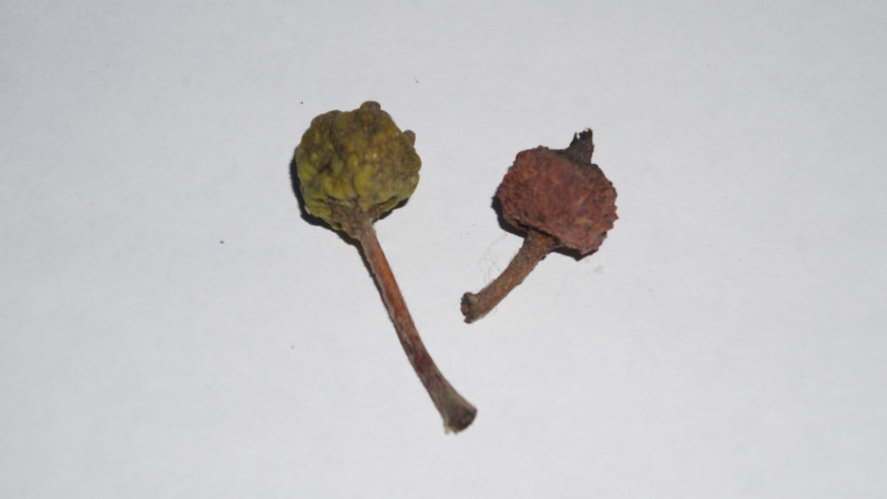 DSC00005.JPG