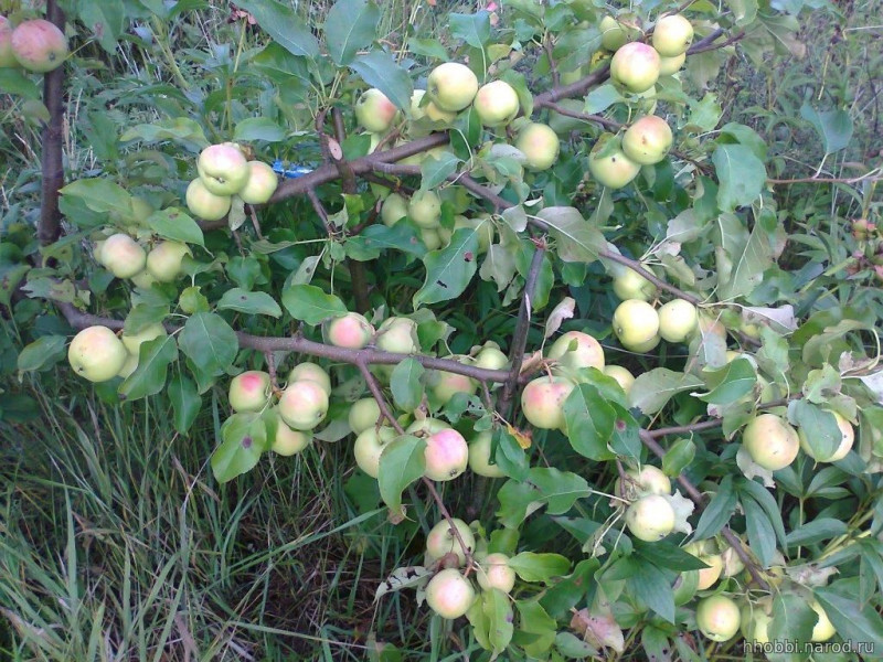 2016-08-27_bashkir_izumrud.jpg