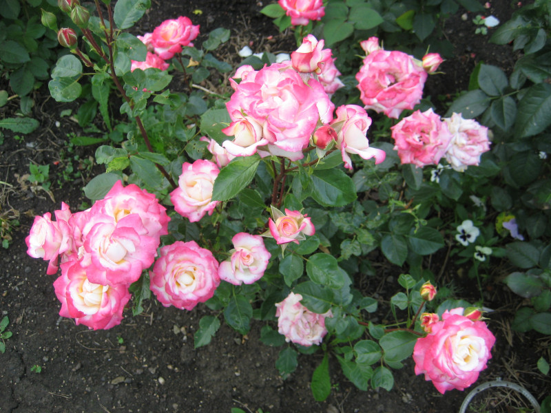 IMG_3853.JPG