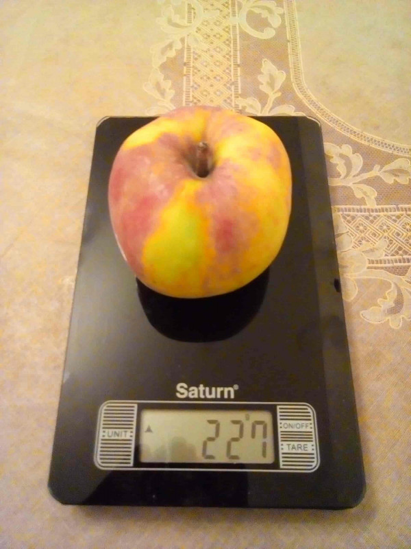Синап_Орловский.jpg