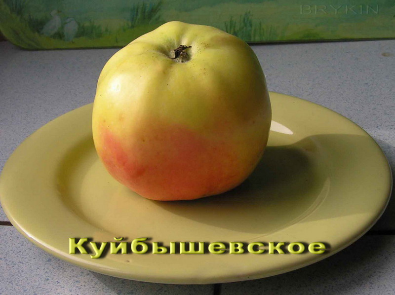 kuibyshevskoe (8).jpg