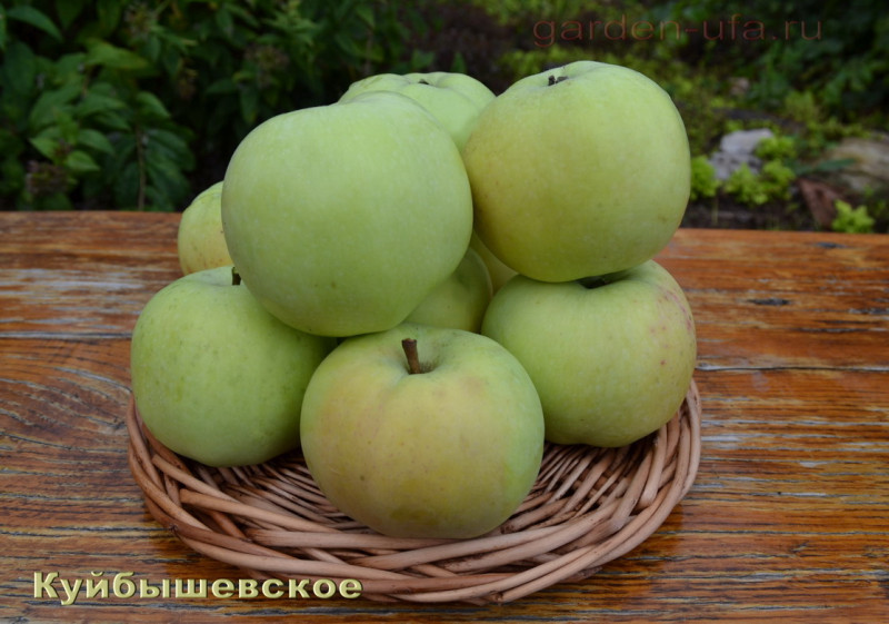 kuibyshevskoe_2015 (2).jpg
