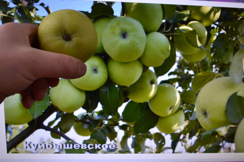 DSC_1107.JPG