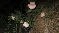 IMG_3965.JPG