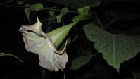 IMG_3951.JPG