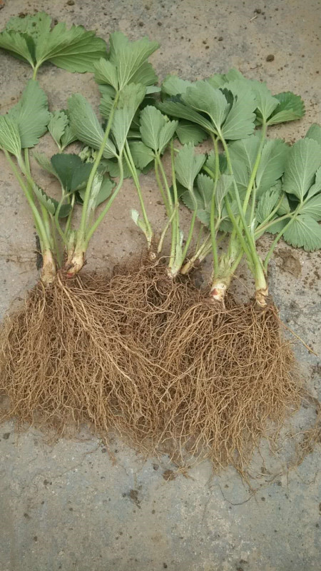 Plant3.jpg