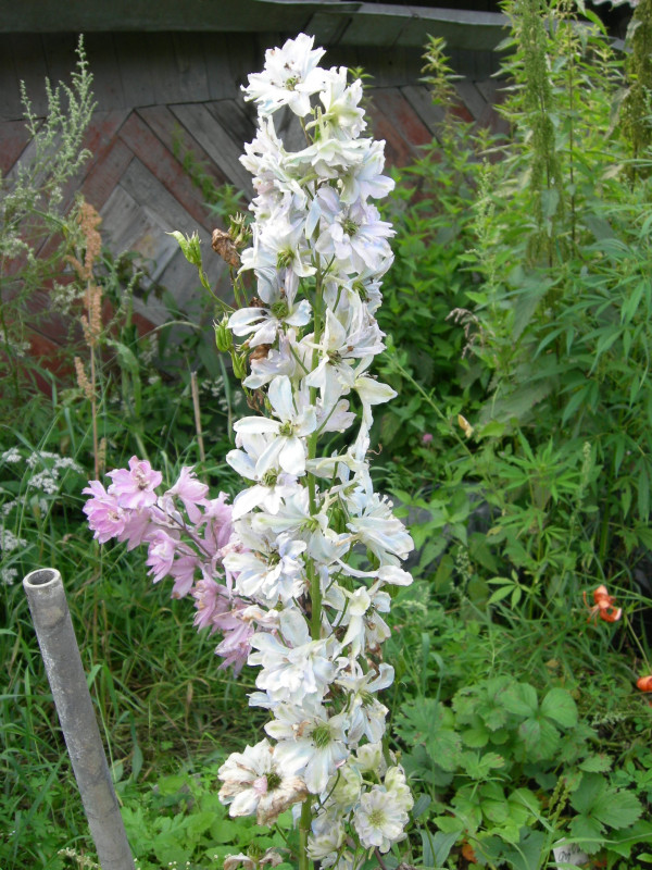 DSCN08681.jpg