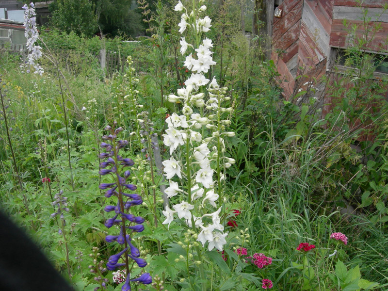 DSCN0944.JPG