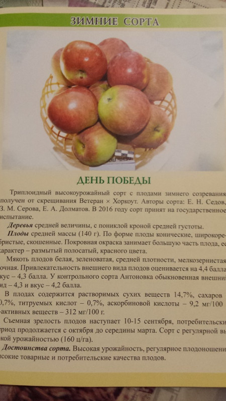 ДП.jpg