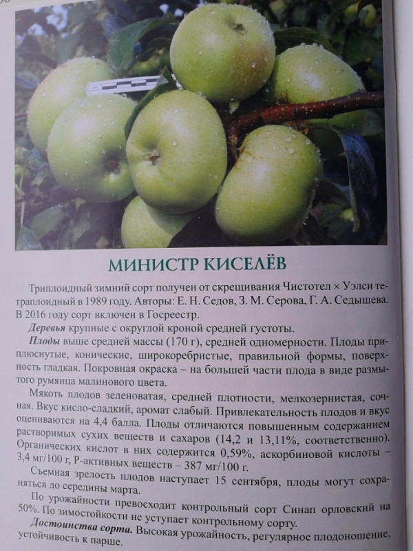 МКиселёв.jpg