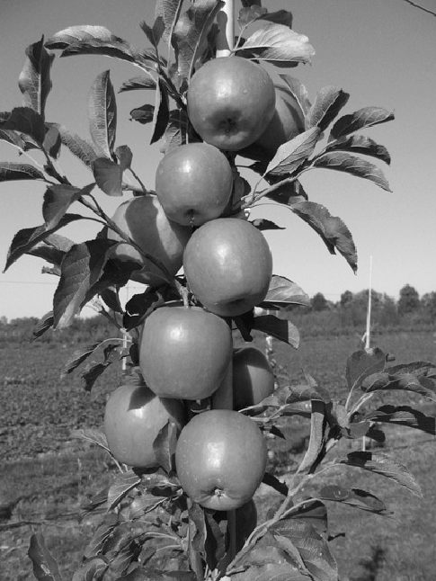 Fruit-of-Ligolina.png