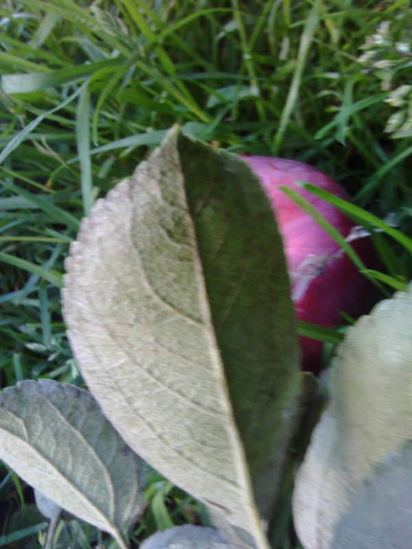 IMG_20151003_153702.jpg