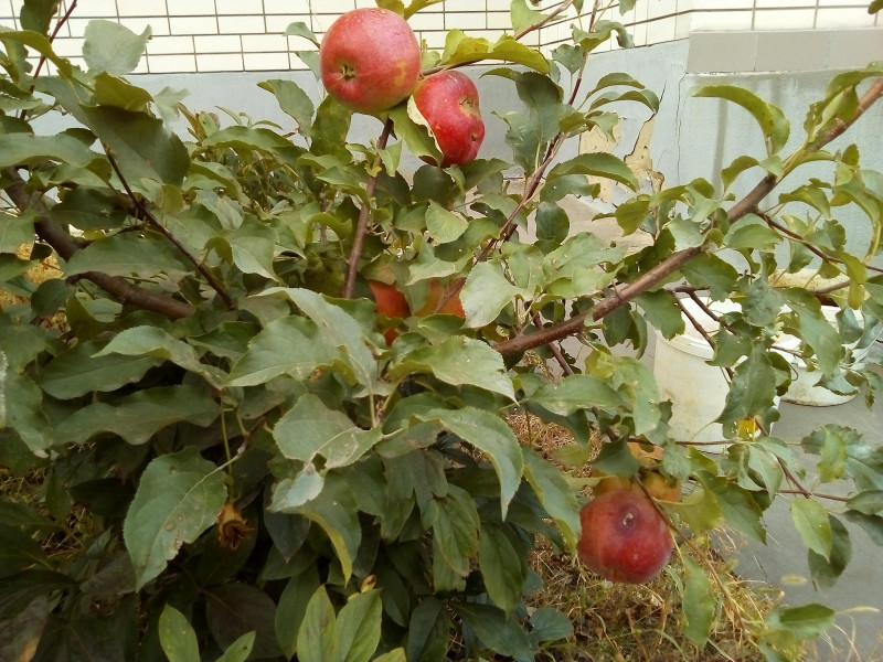 IMG_20180916_102542.jpg