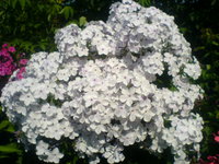 Жуковский
