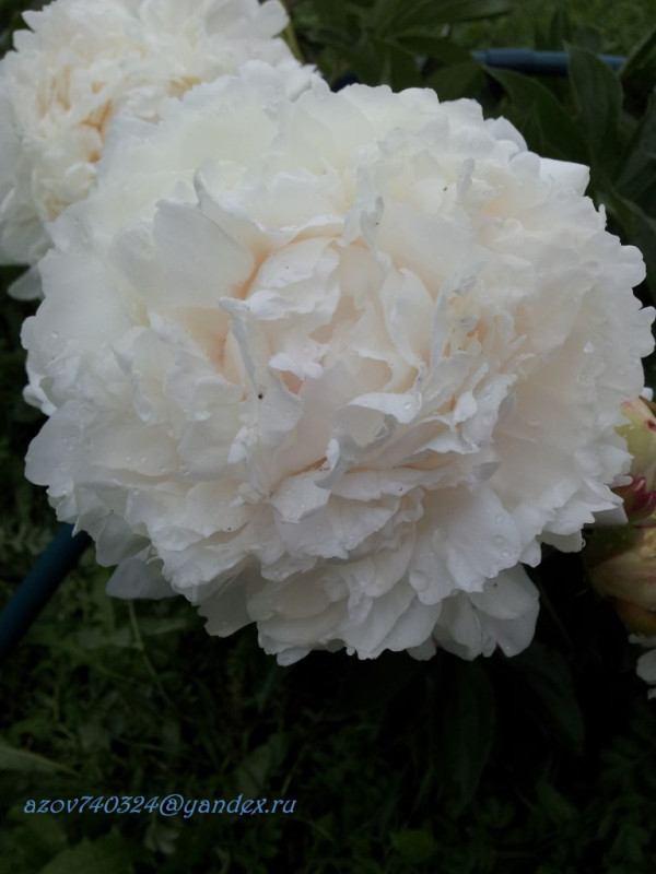 Gladys Hodson