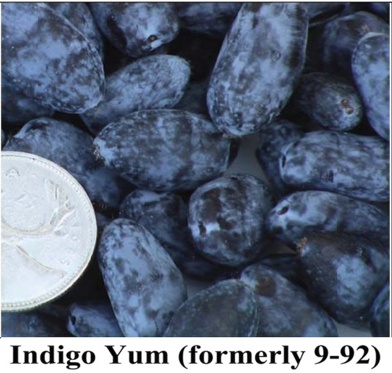Tndigo Yum (formerly 9-92).jpg