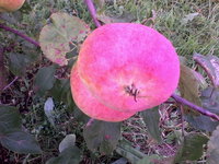 IMG_20130911_190931.jpg