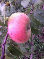 IMG_20130911_191054.jpg