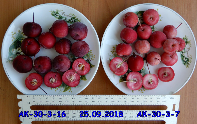 АК-30-3-16_АК-30-3-7_ 25.09.2018.jpg