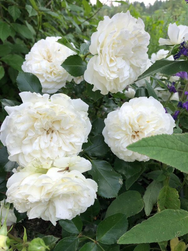 BLANC MEILLANDECOR