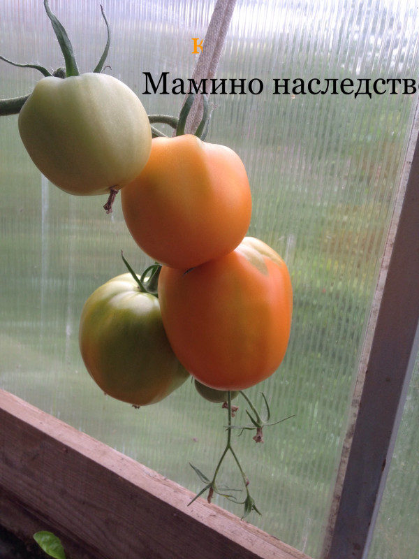 40C489CC-3F28-4569-87D5-D6C42FF1C66E.jpeg
