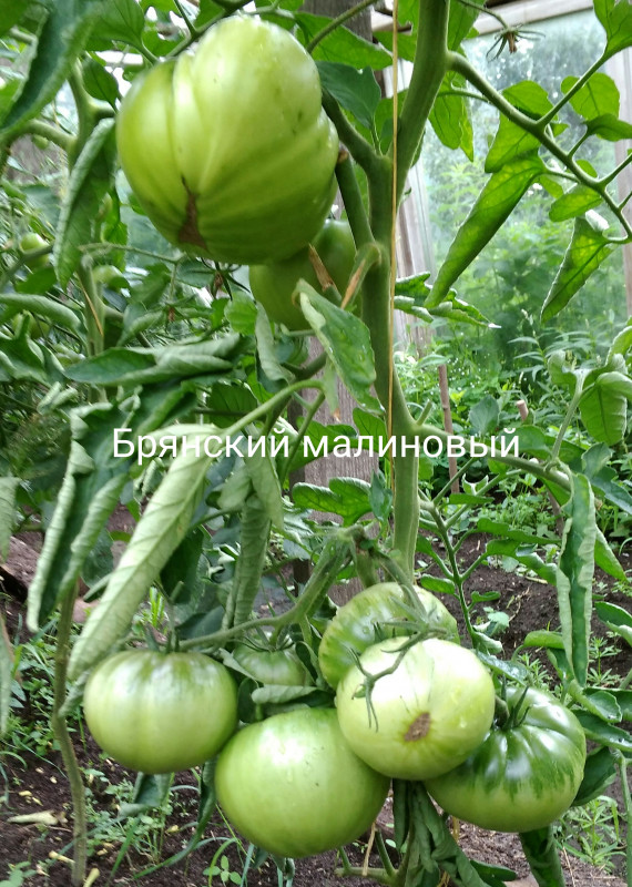 IMG_20180727_213137.jpg