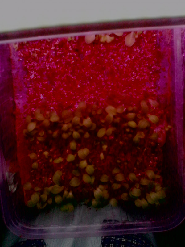 IMG0226A.jpg