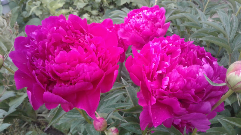 20160619_170733.jpg