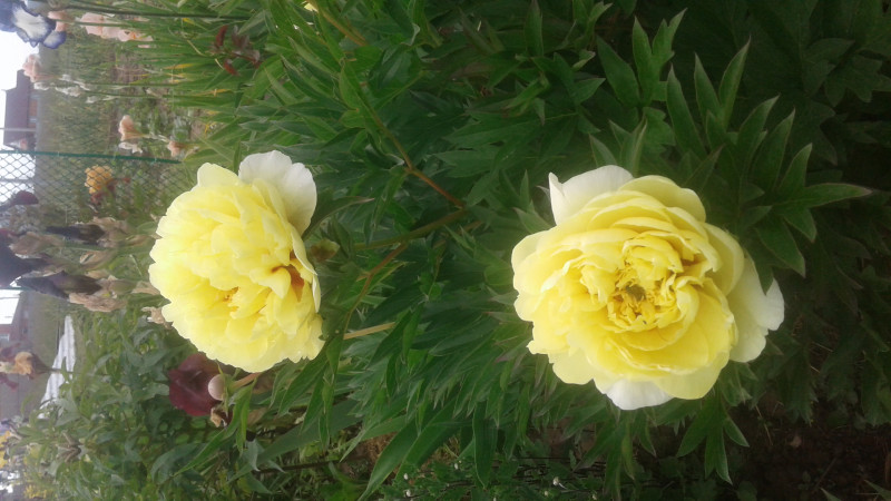 20180612_161735.jpg