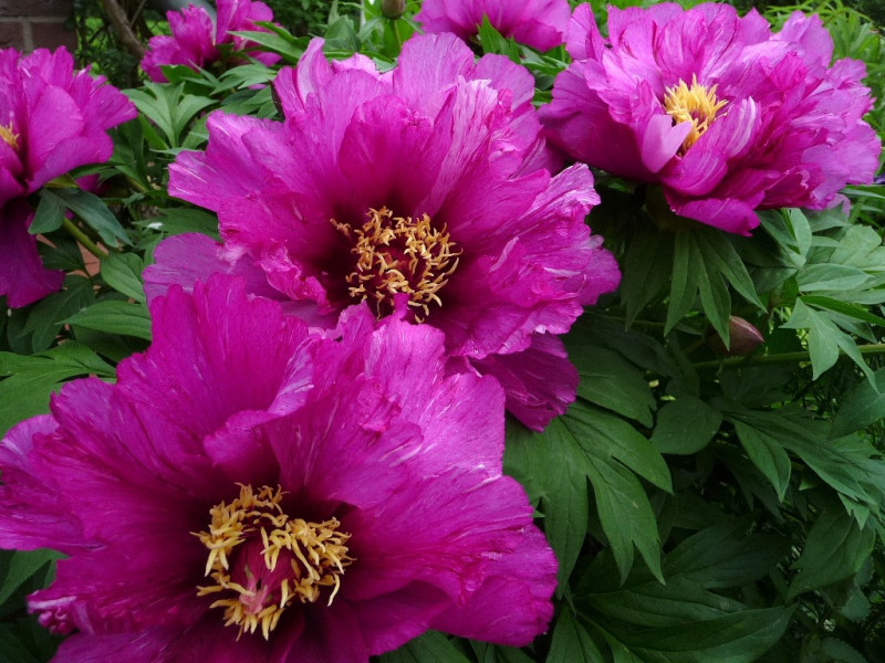 Paeonia Mornig Lilac blueht schon nach wenigen Jahren extrem reich.jpg