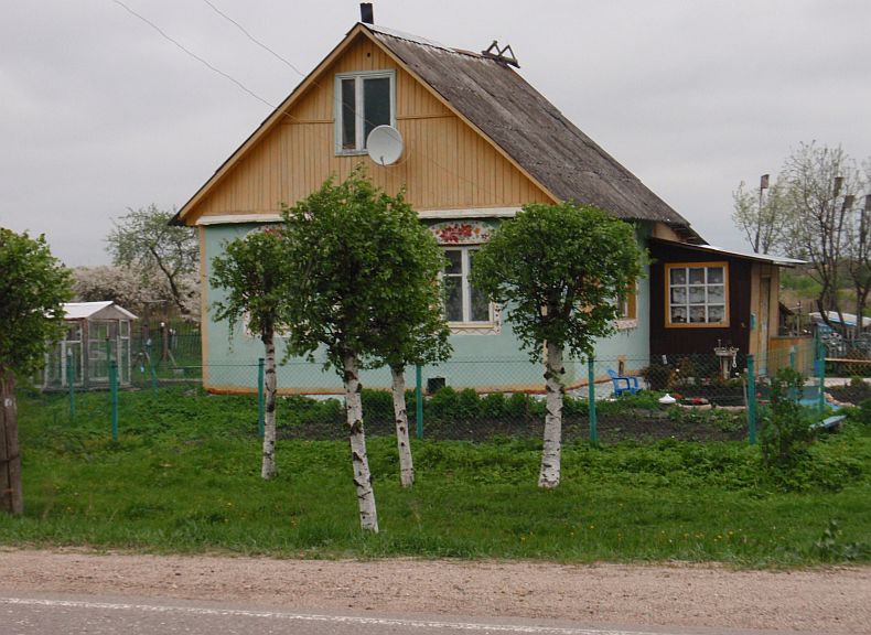 березки11.jpg
