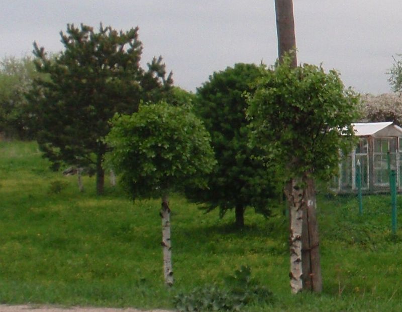 березки3.jpg