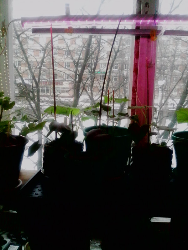 IMG0234A.jpg