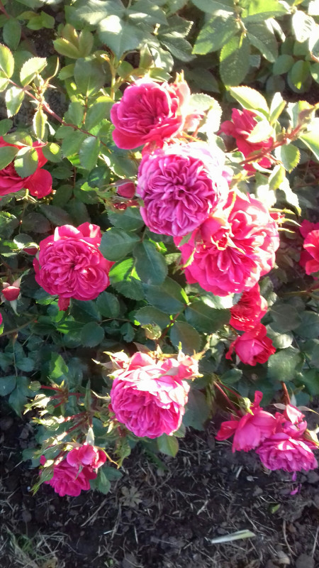 20180610_193732_resized.jpg