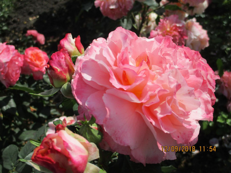 image (21).jpg