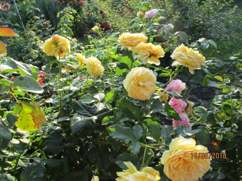 image (27).jpg