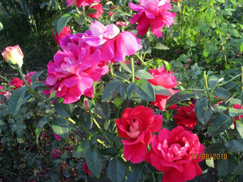image (25).jpg