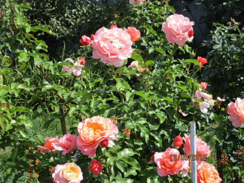 image (20).jpg