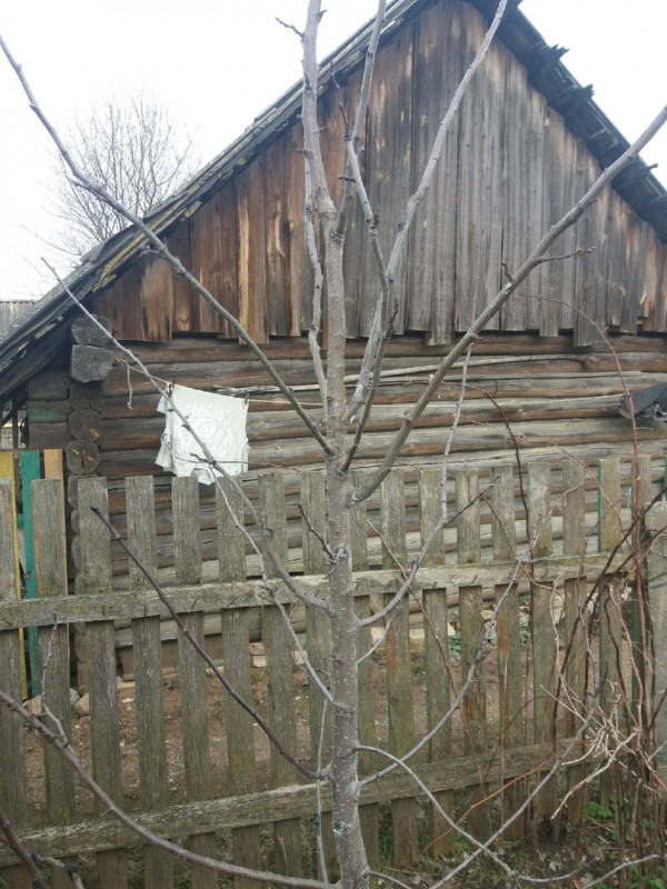 Слива сорт Стенли