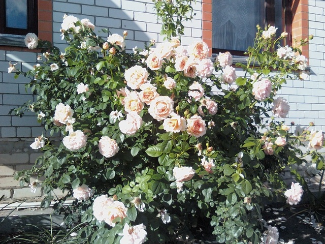 IMG2316-01.jpg