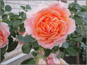 IMG_0578_1.jpg