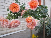 IMG_0579_1.jpg