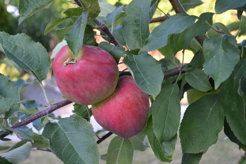 DSC_0469.JPG